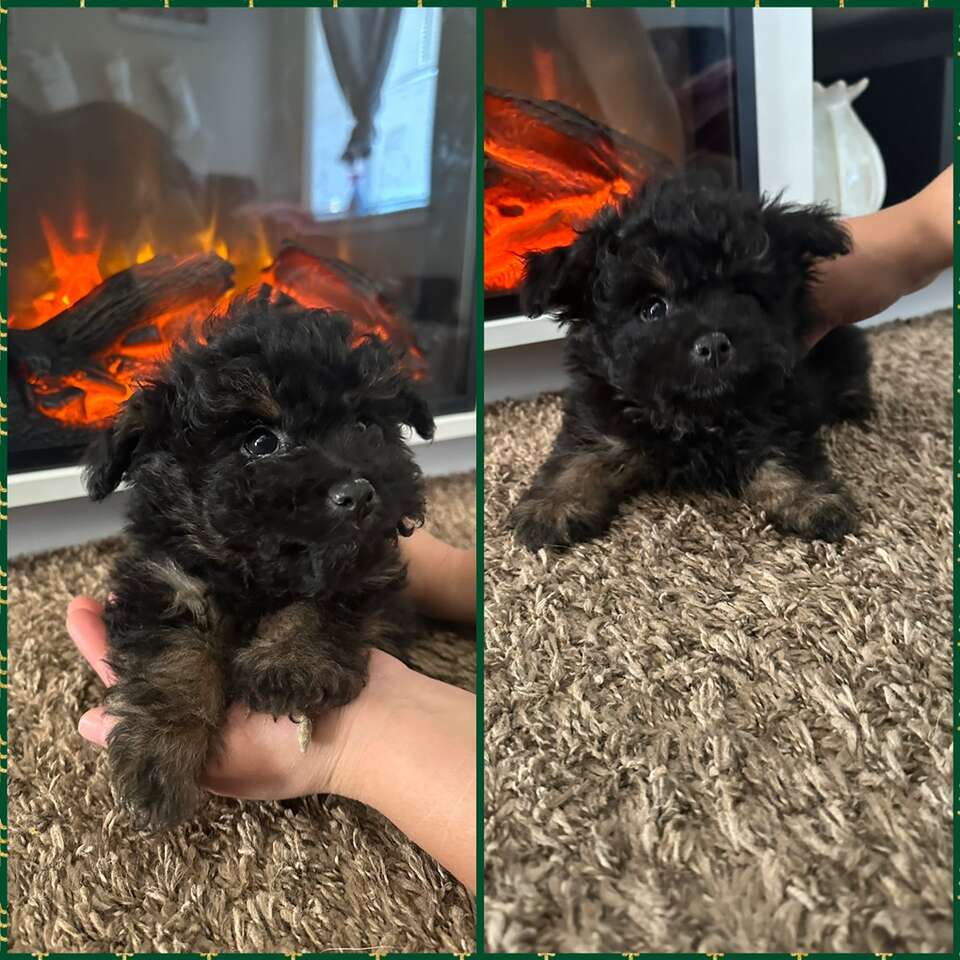 Tri Toy Poodles Pets