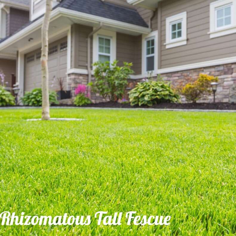 RTF (Drought Tolerant Turf)