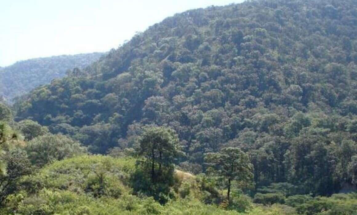 Private Land urban Forest Zapopan Mexico