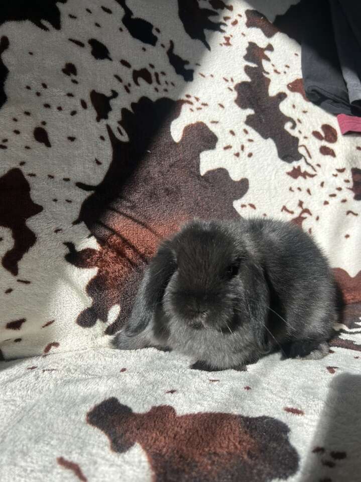 Holland Lop Bunnies