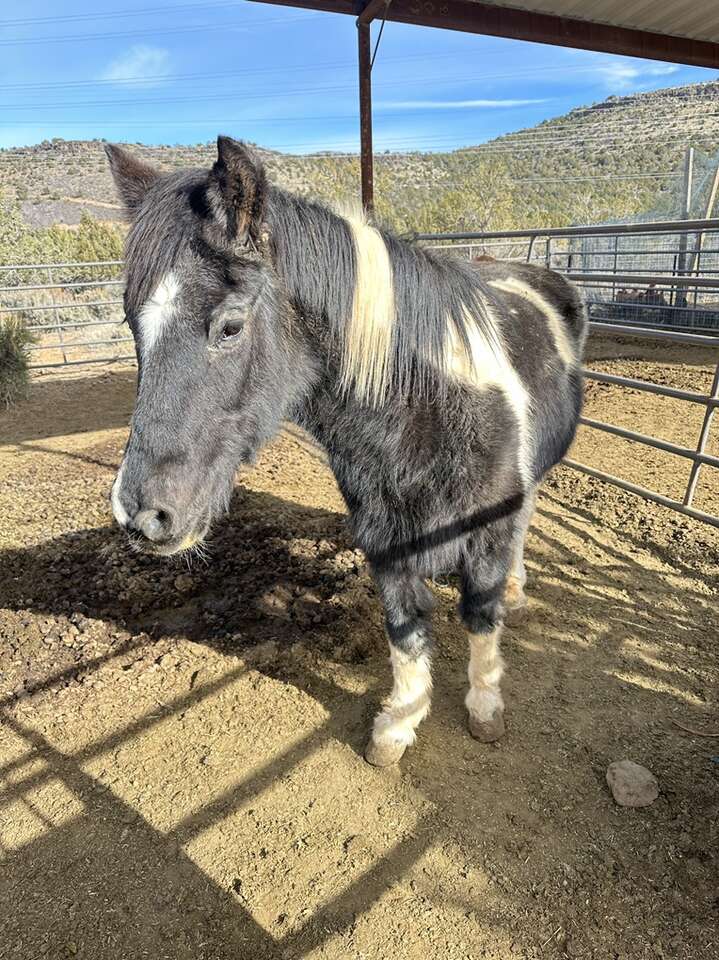 Horse For Sale Livestock