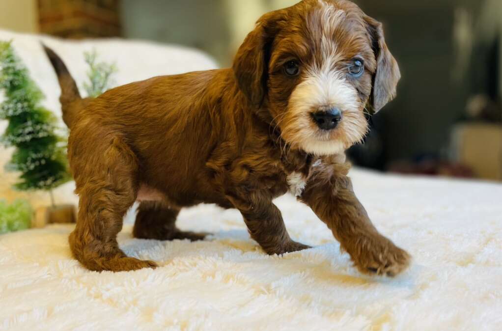 F1B Mini Bernedoodle Female Puppy Pets