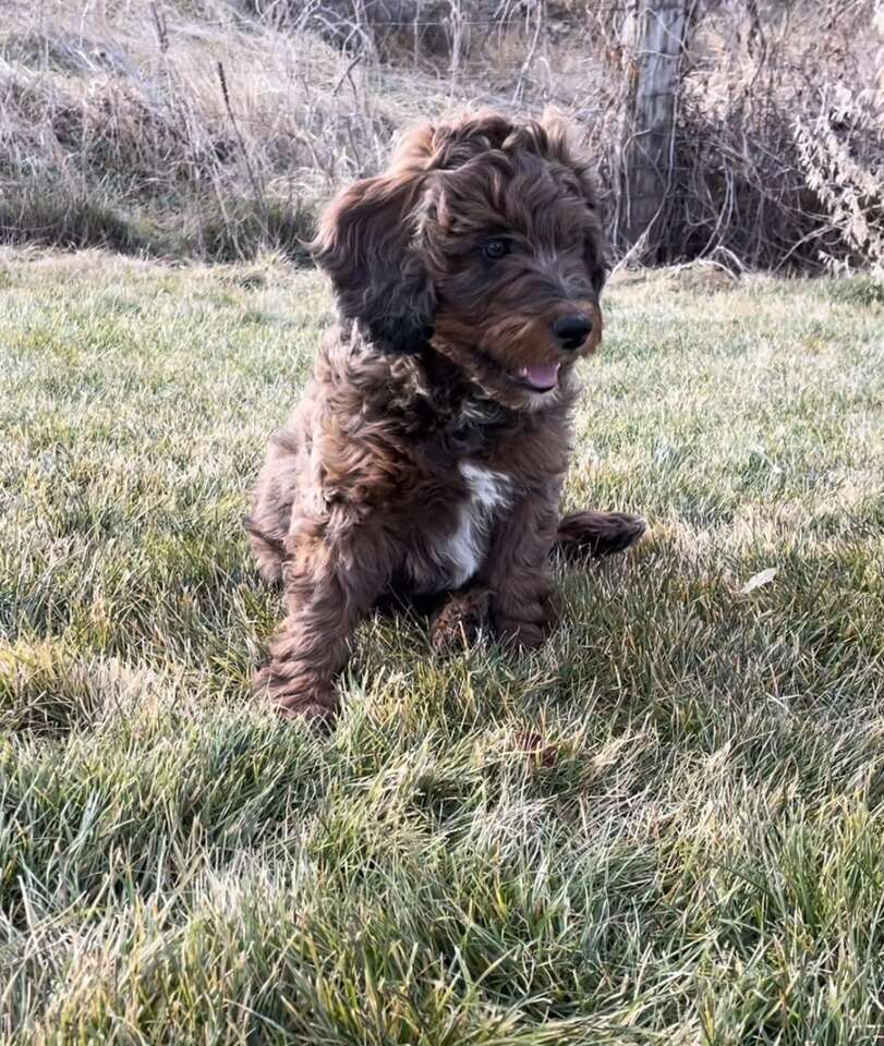 F1B Mini Bernedoodle Puppy Pets