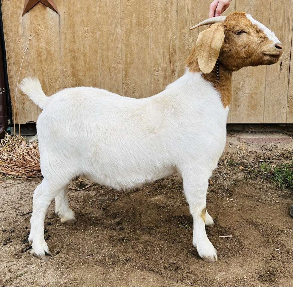 Bred Boer Doe Livestock