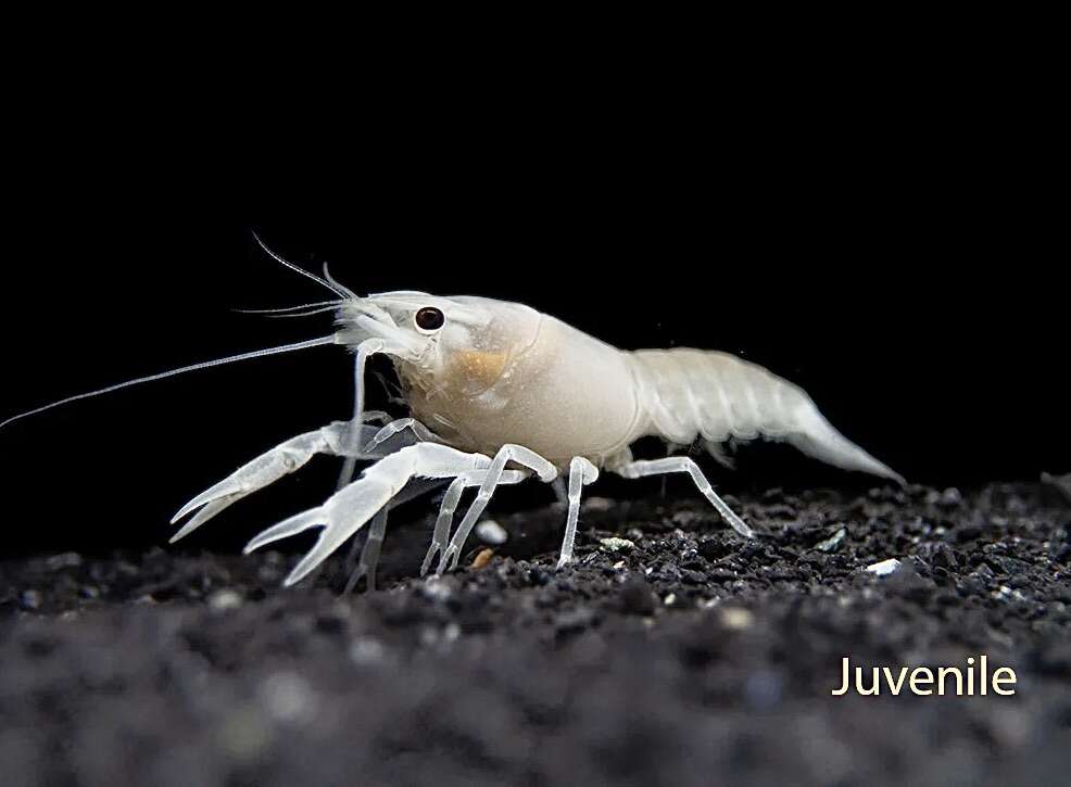 Rare White Crayfish for Sale