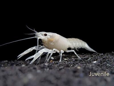 Rare White Crayfish for Sale