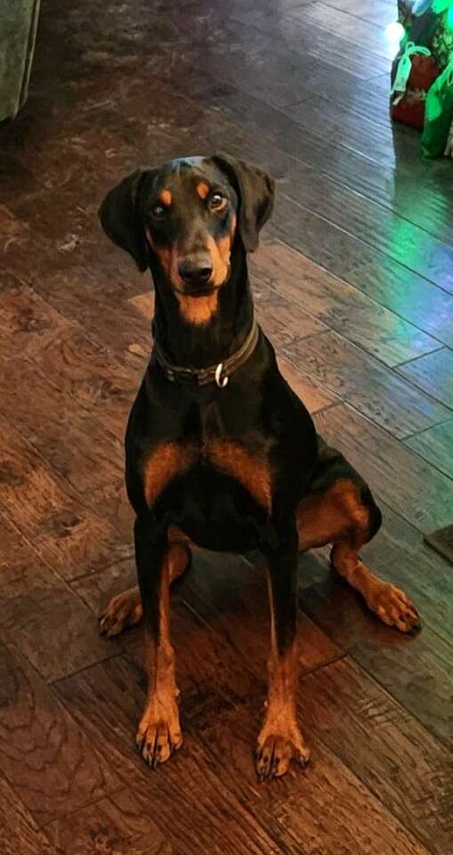Doberman Pinscher for sale Pets