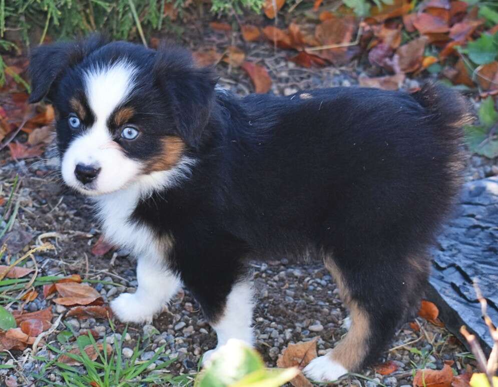 Miniature Australian Shepherds Pets