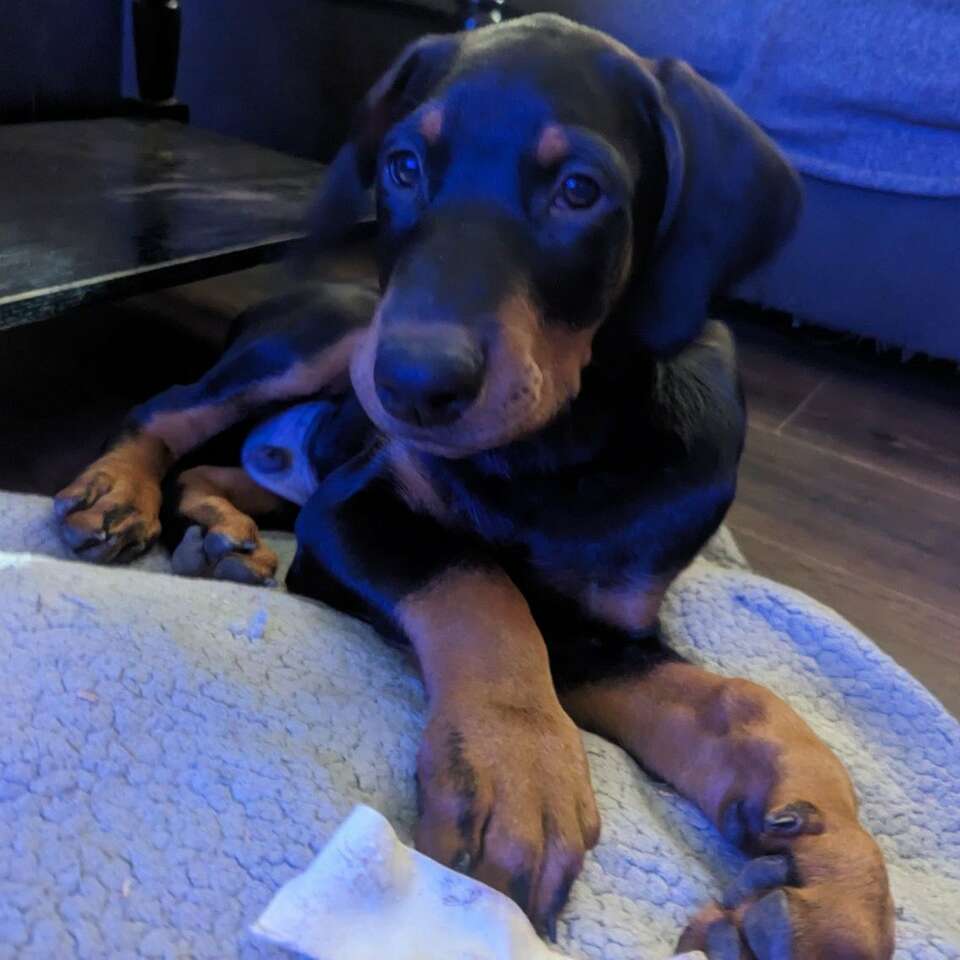 European Doberman Puppy Pets