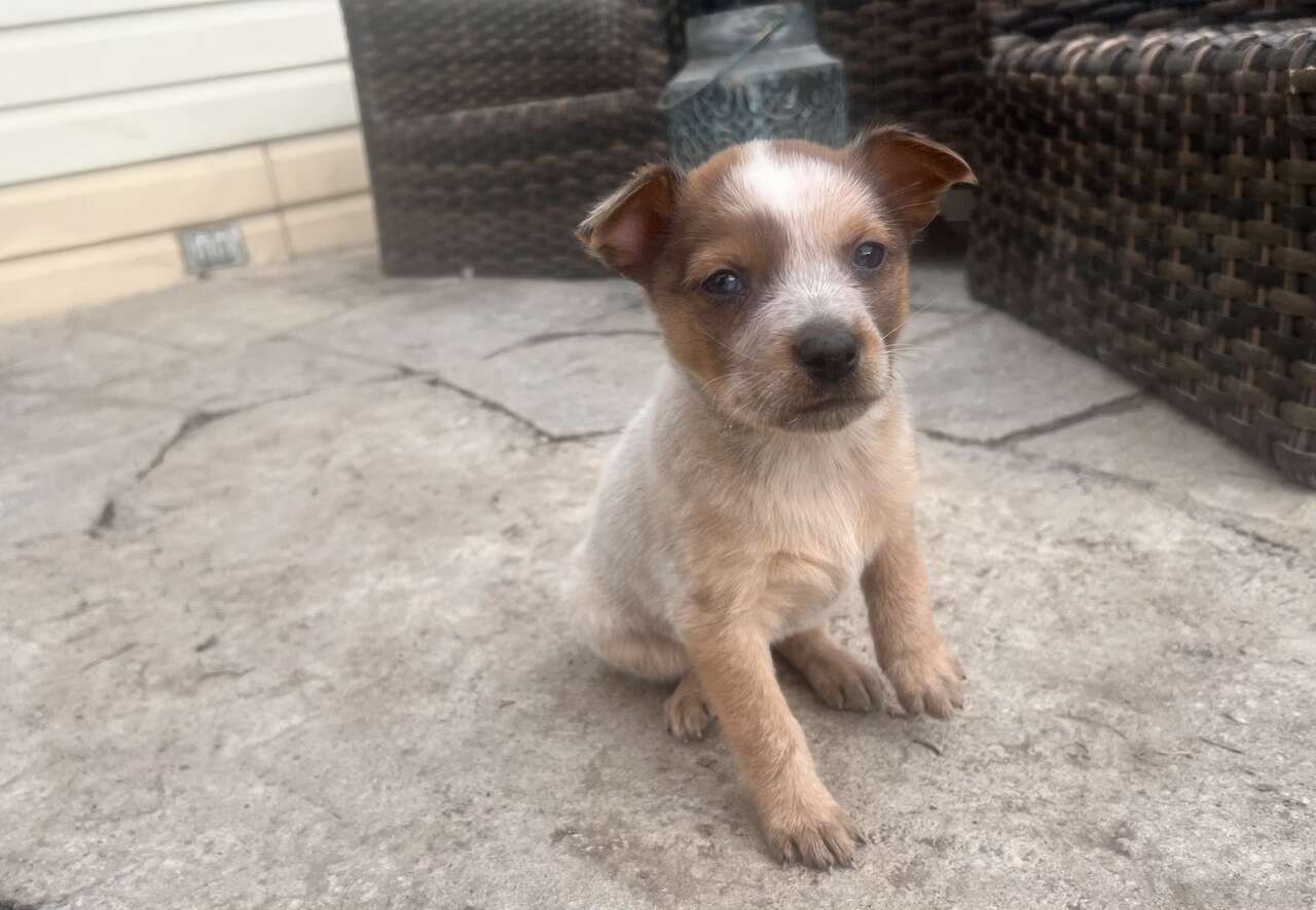 Heeler Puppies for sale!! Ready to go! 3 l… Pets