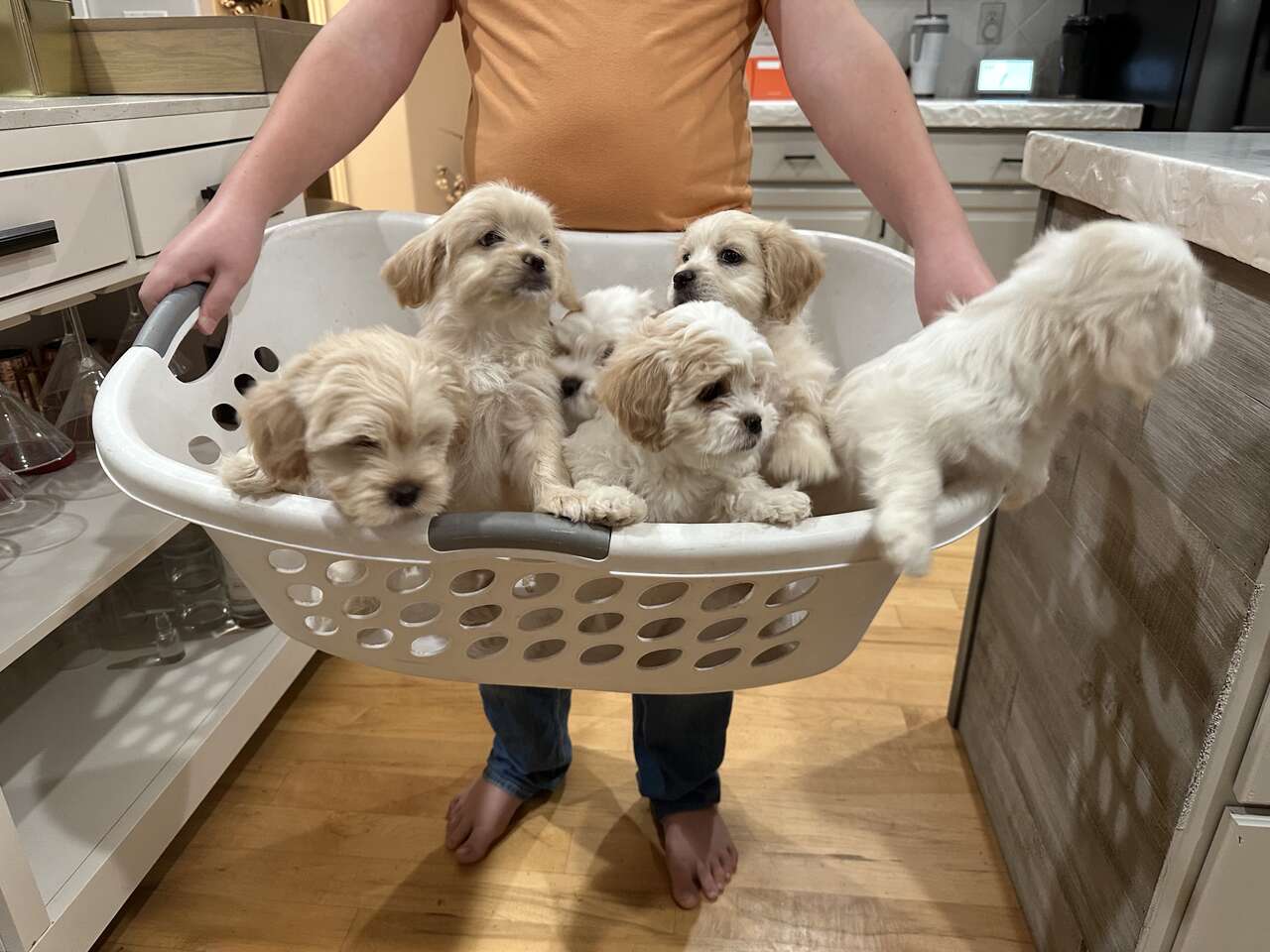 Cavapoo Teddybear Puppies for sale Pets
