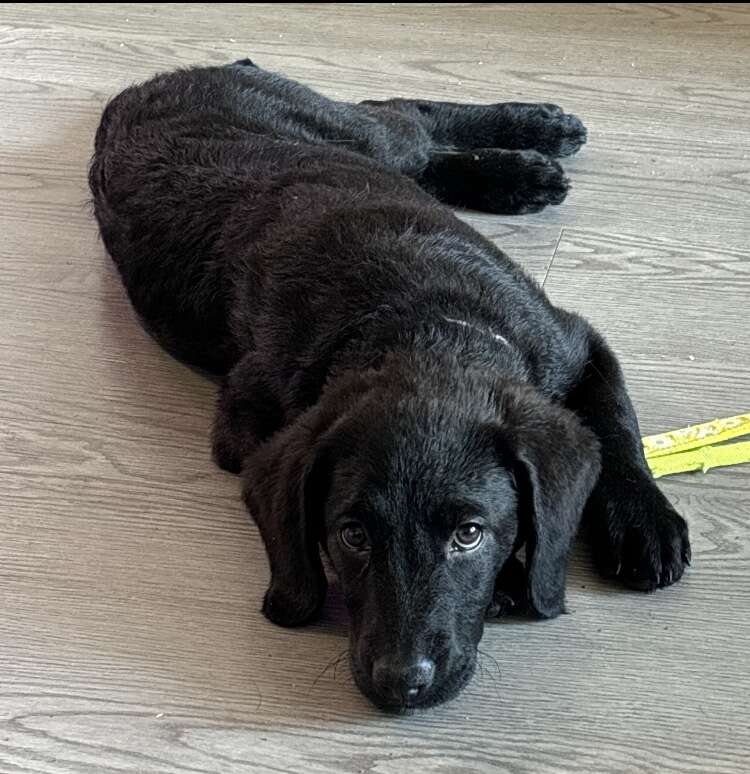 6 Month Old Black Lab Looking For New Home Pets