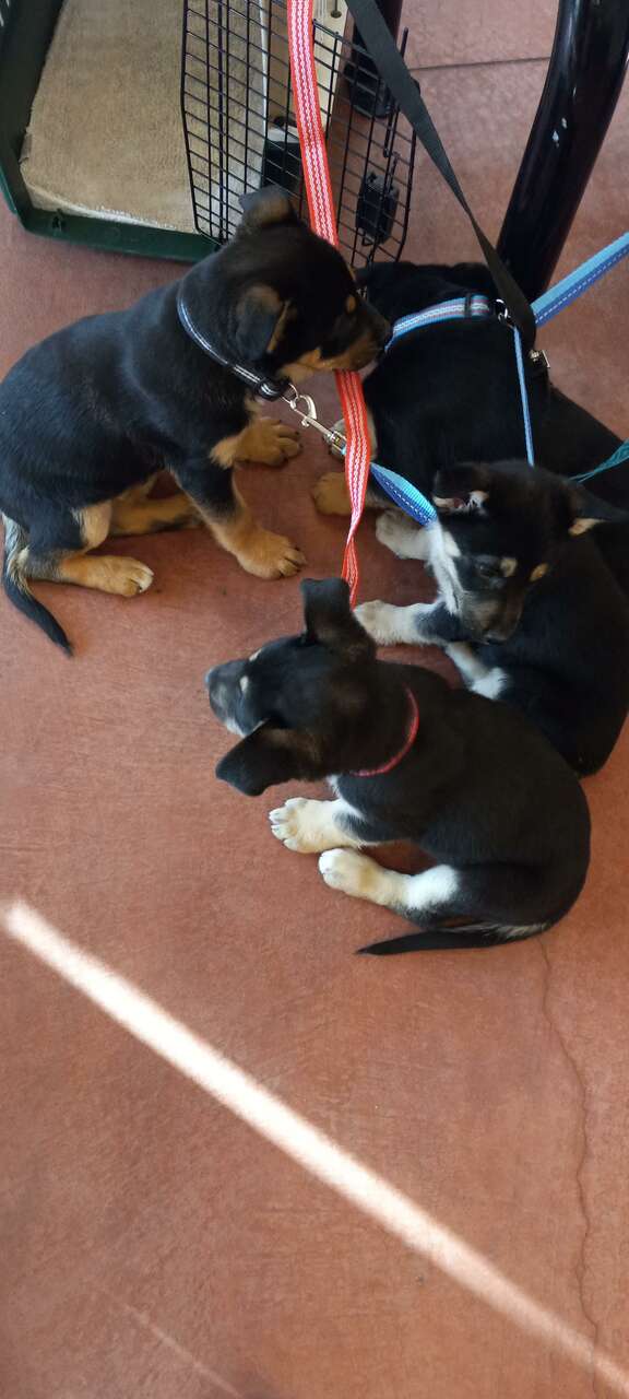 puppies for sell Pets