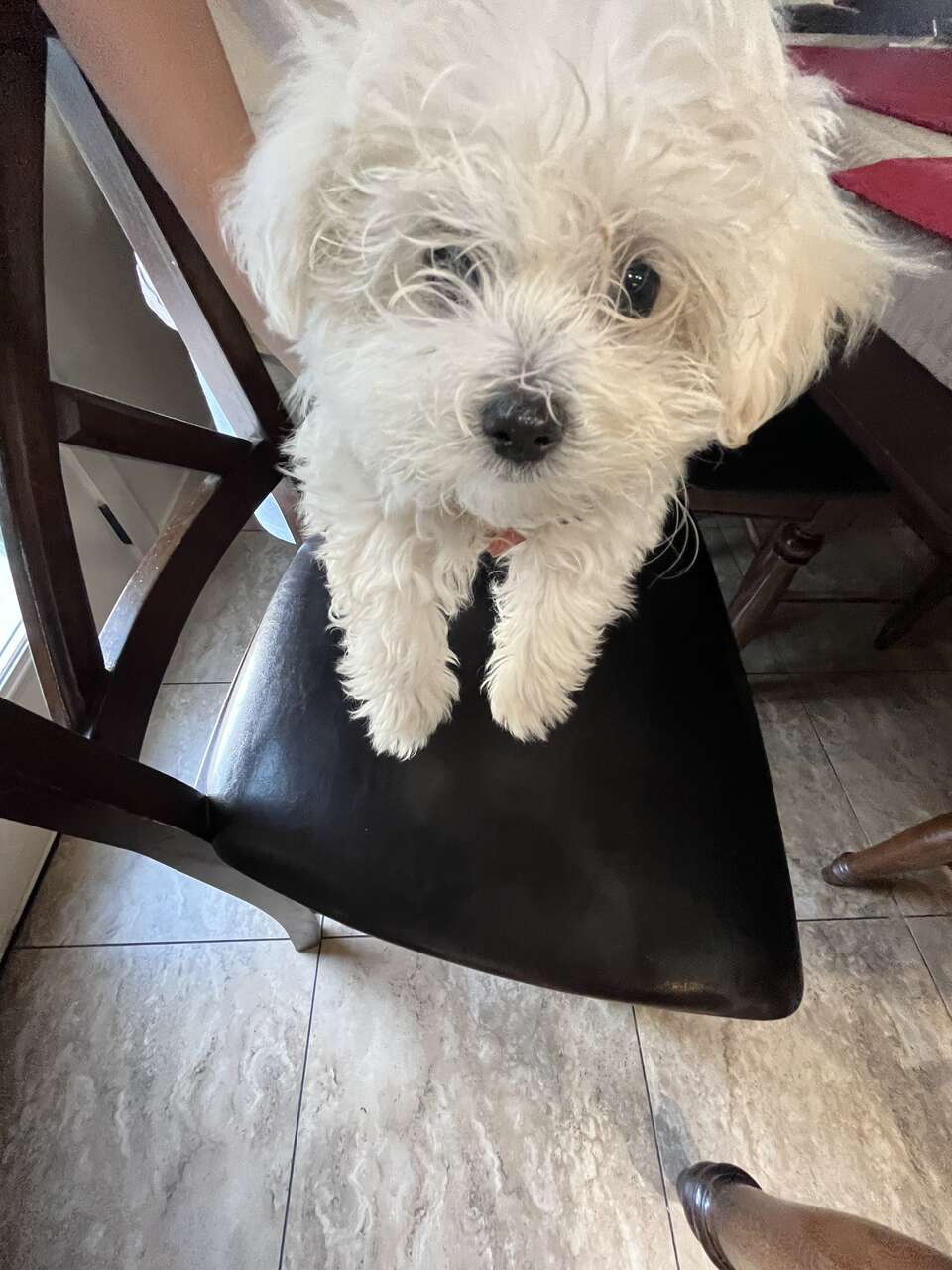 Maltese puppy for sale Pets