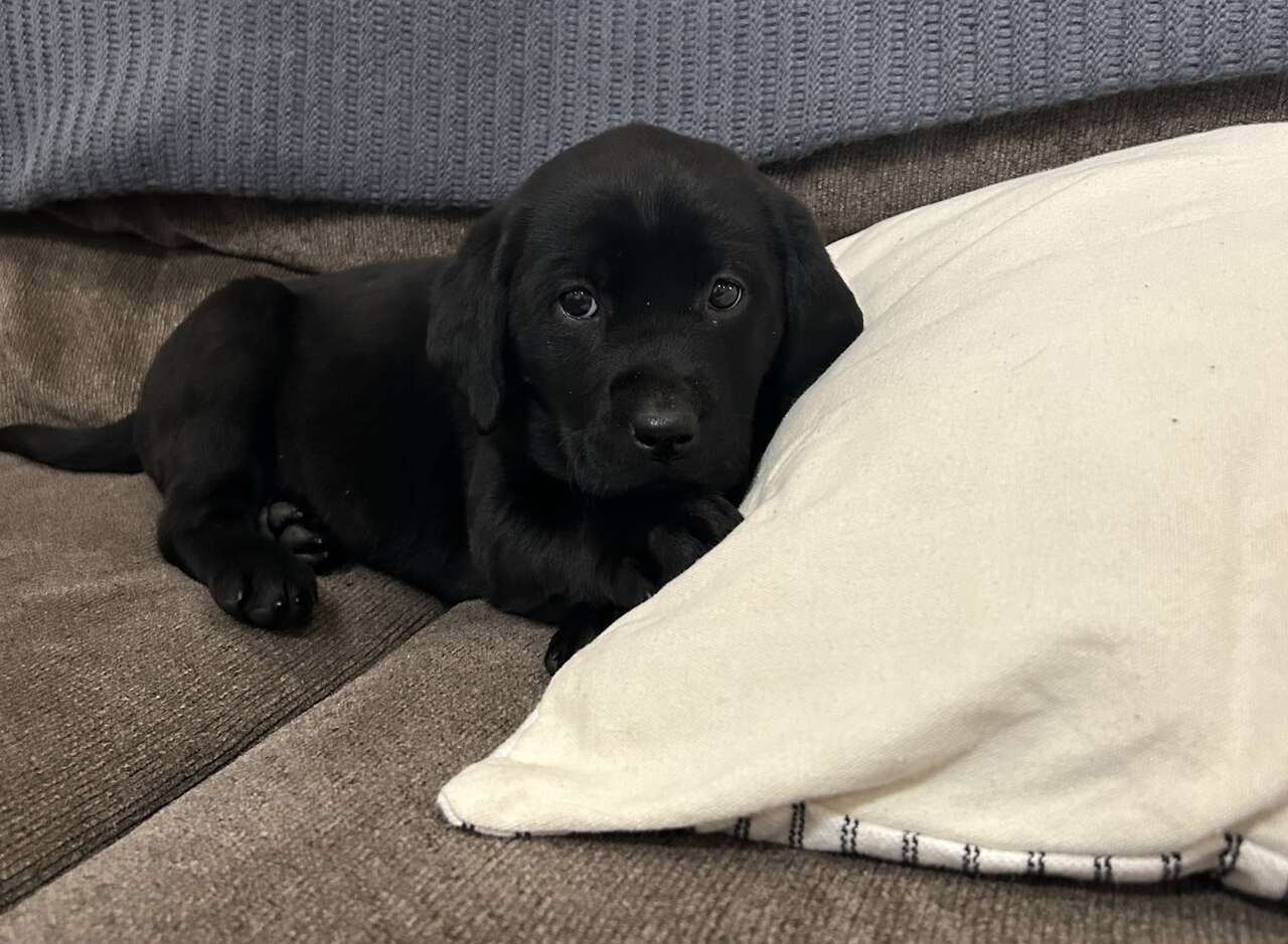 AKC registered black labs Pets