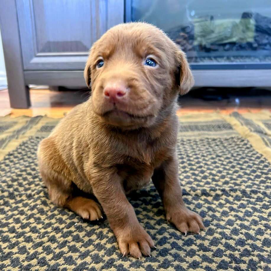 Silver & Chocolate Lab Puppies Pets