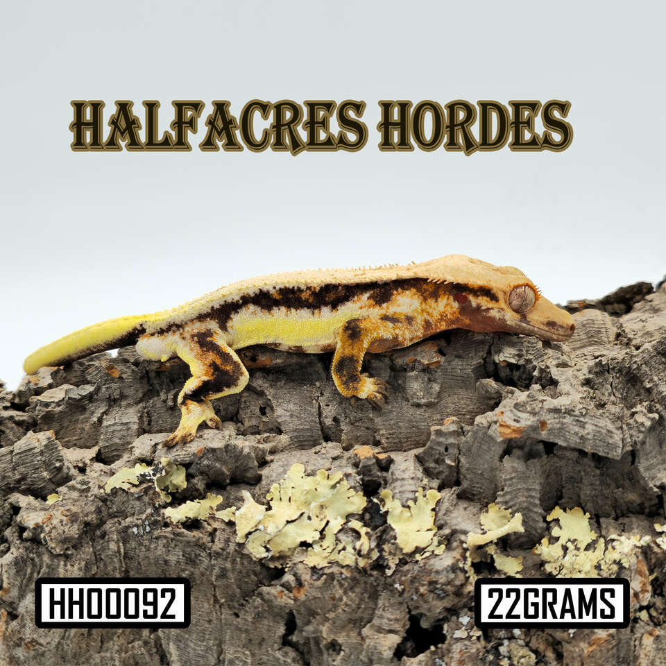 New Year sale 50% off listed price!!! Lily