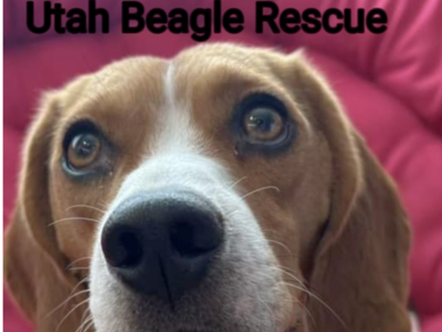 Utah Beagle Rescue