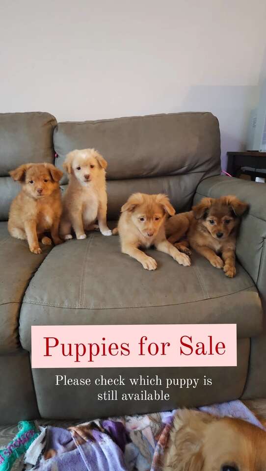 2 month old puppies for sale Pets