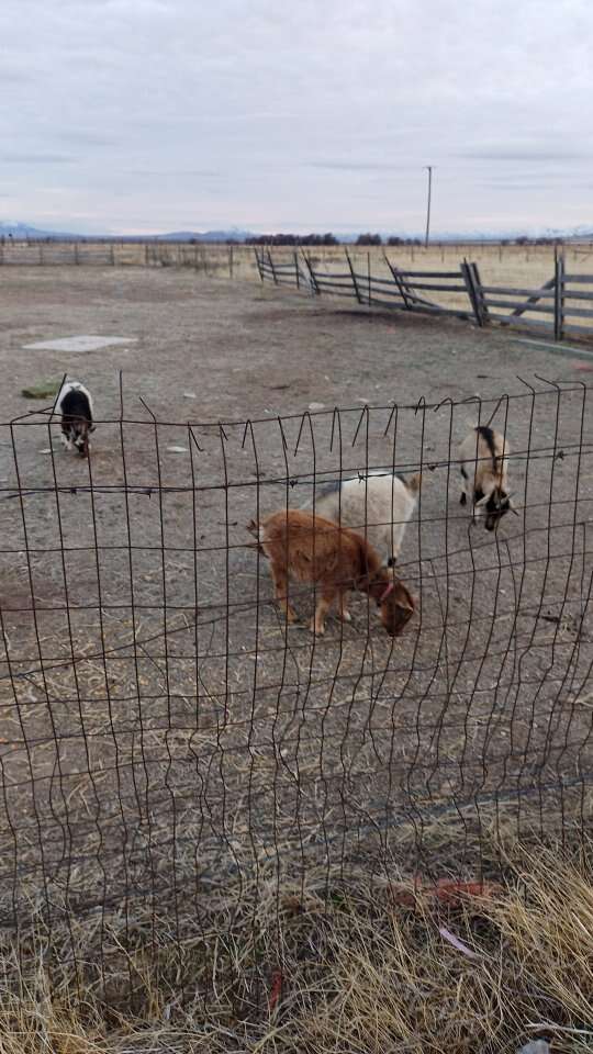 looking for any unwanted livestock