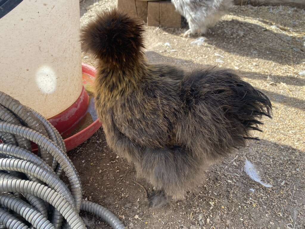 Silkie Chickens and Coop With Lots Of… Livestock