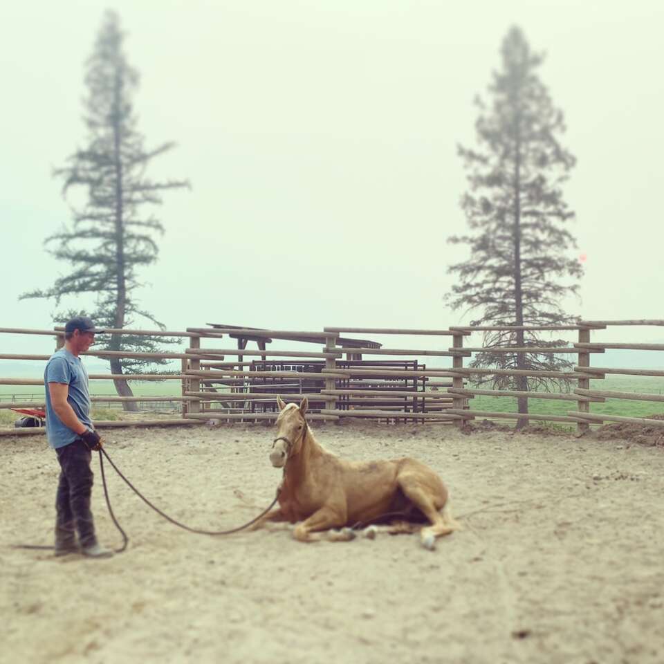 Horse Training, In Cedar City Livestock