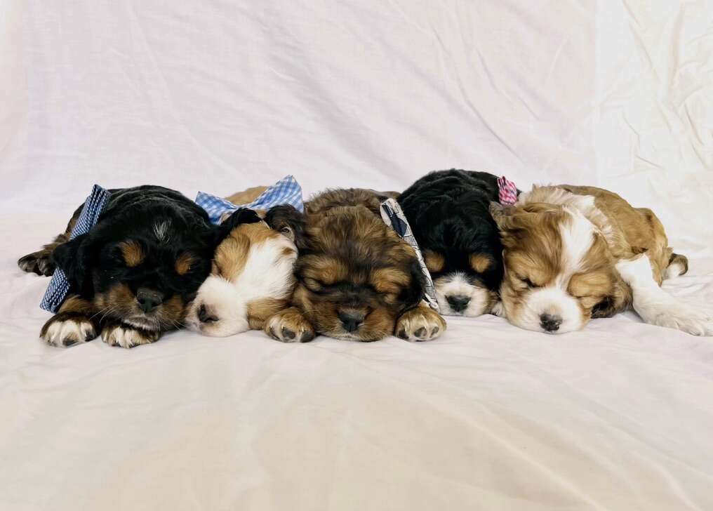 Mini Aussie Cocker Spaniel Pets
