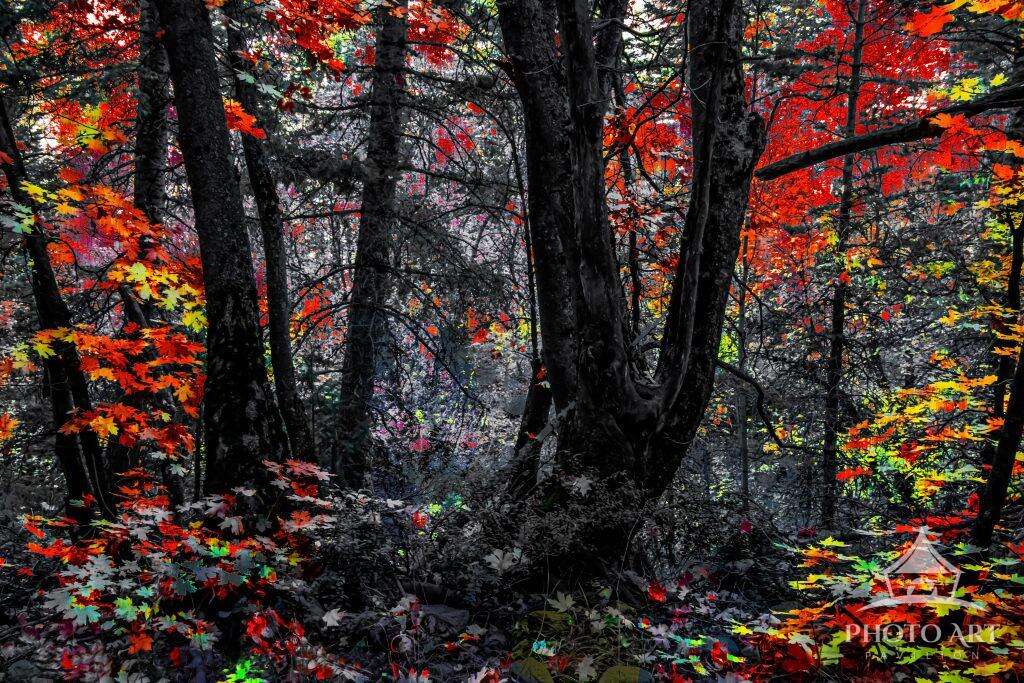 AUTUMN SHADOW FOREST PHOTO ART PRINT