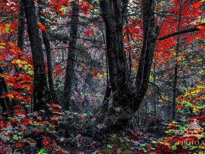 AUTUMN SHADOW FOREST PHOTO ART PRINT
