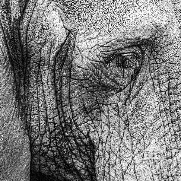 EYE OF AN ELEPHANT PHOTO ART PRINT