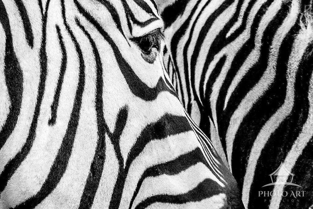 EYE OF A ZEBRA PHOTO ART PRINT