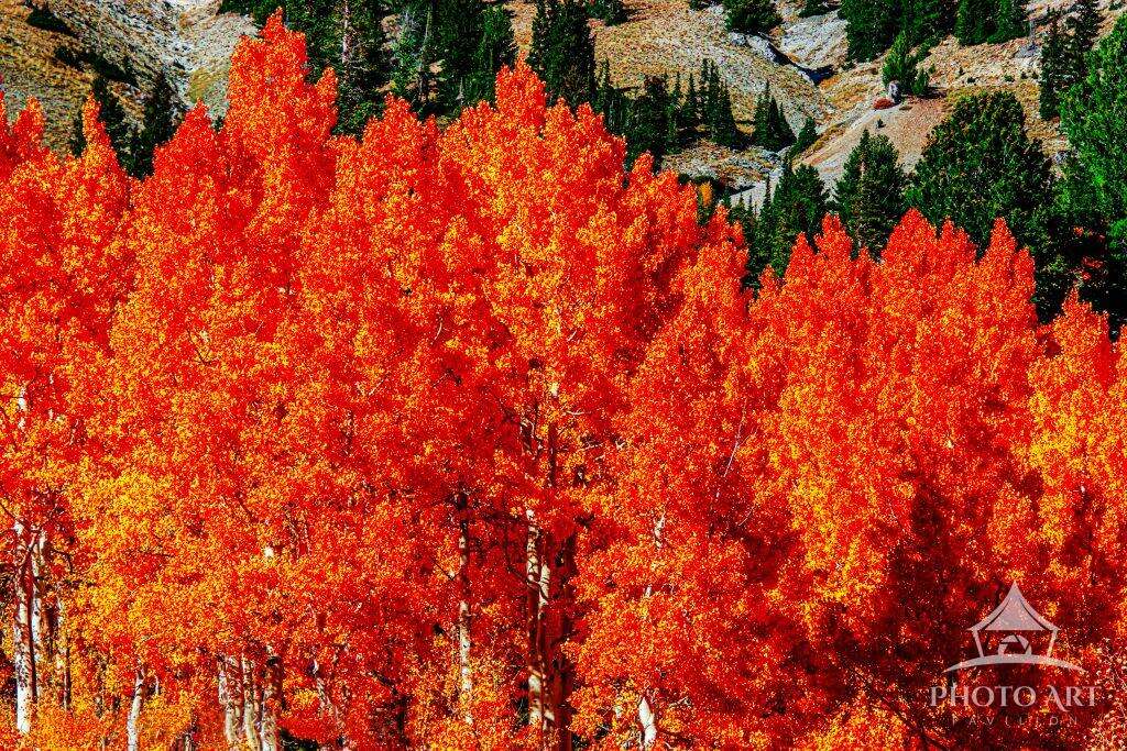 AUTUMN LEAVES PHOTO ART PRINT