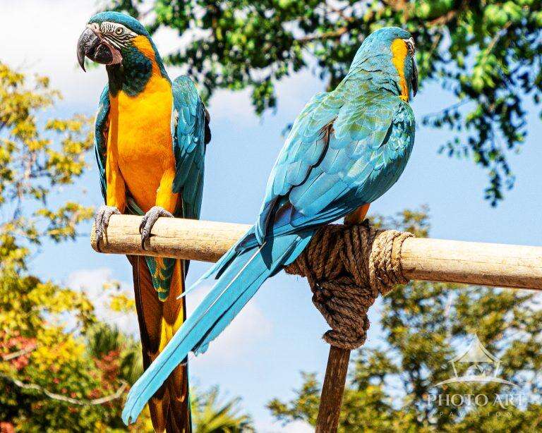 BLUE MACAWS PHOTO ART PRINT