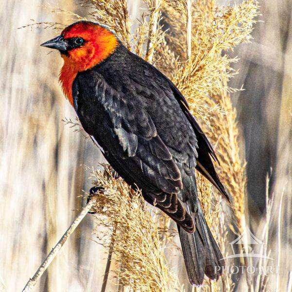 Yellow-Headed Blackbird Photo Art Print