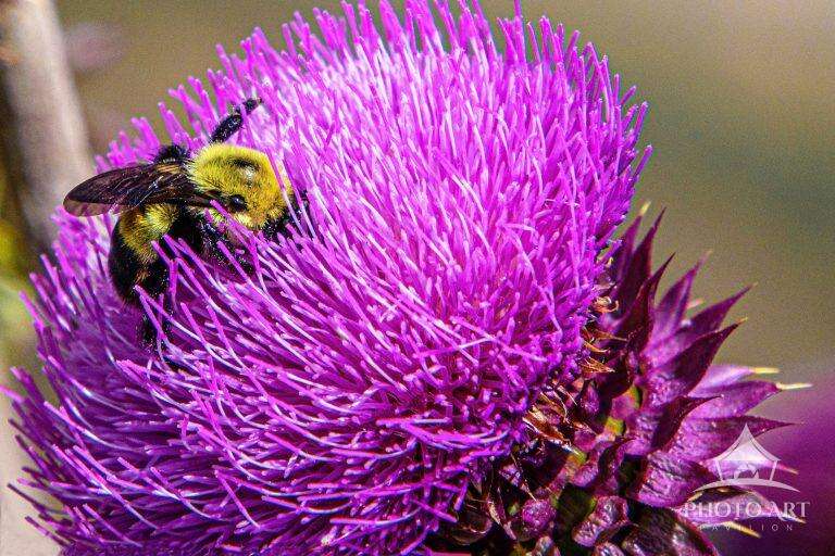 BUMBLE BEE PHOTO ART PRINT