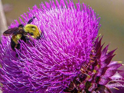 BUMBLE BEE PHOTO ART PRINT