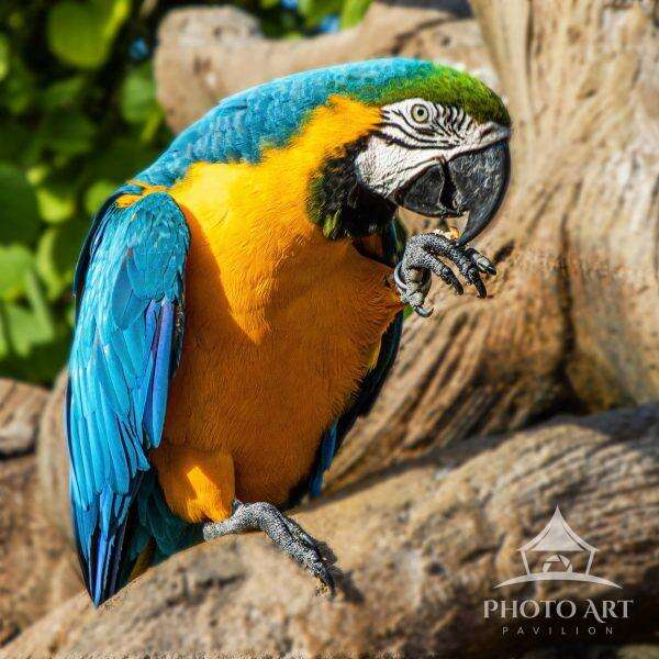 BLUE & GOLD MACAW PHOTO ART PRINT