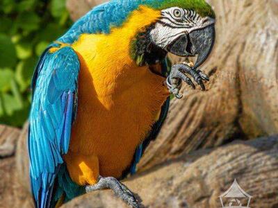 BLUE & GOLD MACAW PHOTO ART PRINT