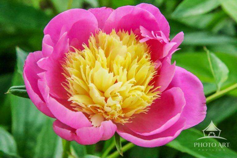 PEONY FLOWER PHOTO ART PRINT
