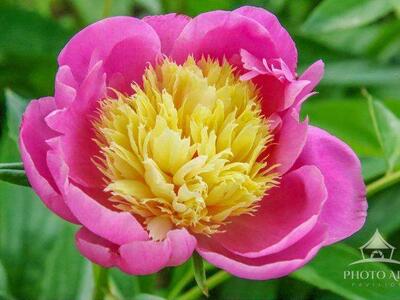 PEONY FLOWER PHOTO ART PRINT