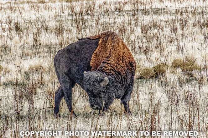 BUFFALO ON ANTELOPE ISLAND