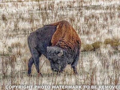 BUFFALO ON ANTELOPE ISLAND