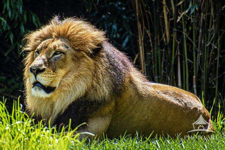AFRICAN LION PHOTO ART PRINT