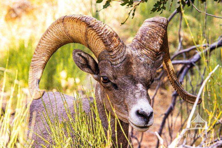 BIG HORN SHEEP AT ZION NATIONAL PARK