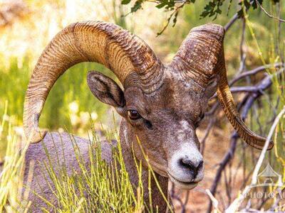 BIG HORN SHEEP AT ZION NATIONAL PARK