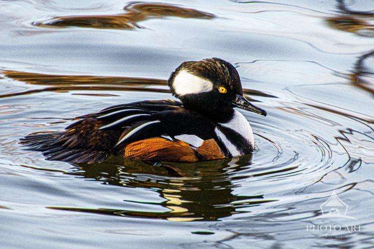 HOODED MERGANSERS DUCK PHOTO ART PRINT
