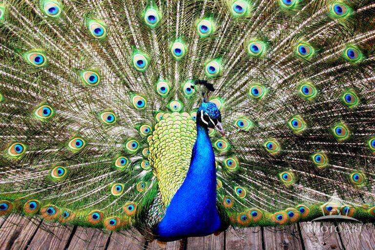 PEACOCK - SHOW YOUR TRUE COLORS