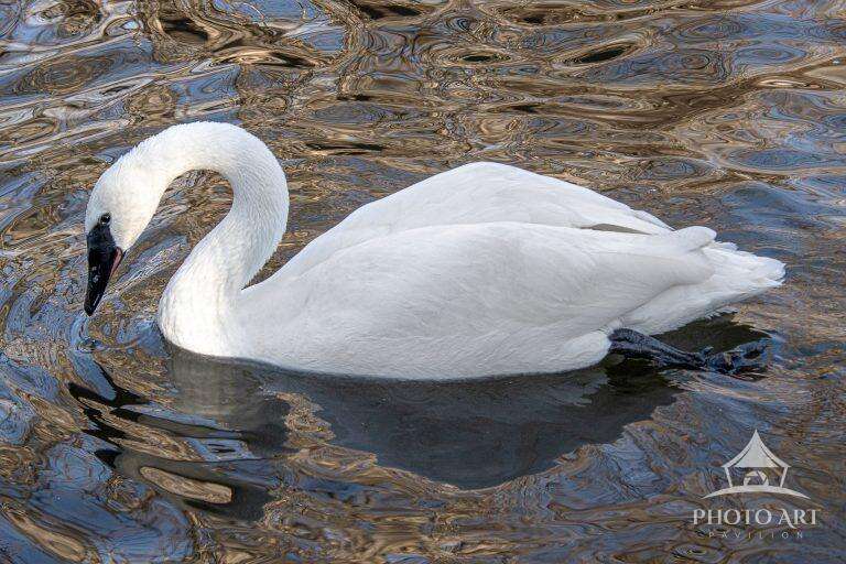 WHITE SWAN LOOKING FOR LOVE
