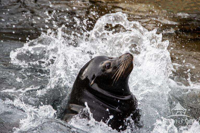 CALIFORNIA SEA LION PHOTO ART PRINT