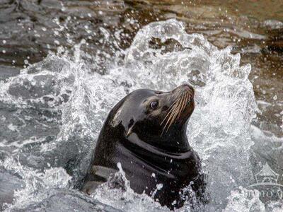 CALIFORNIA SEA LION PHOTO ART PRINT